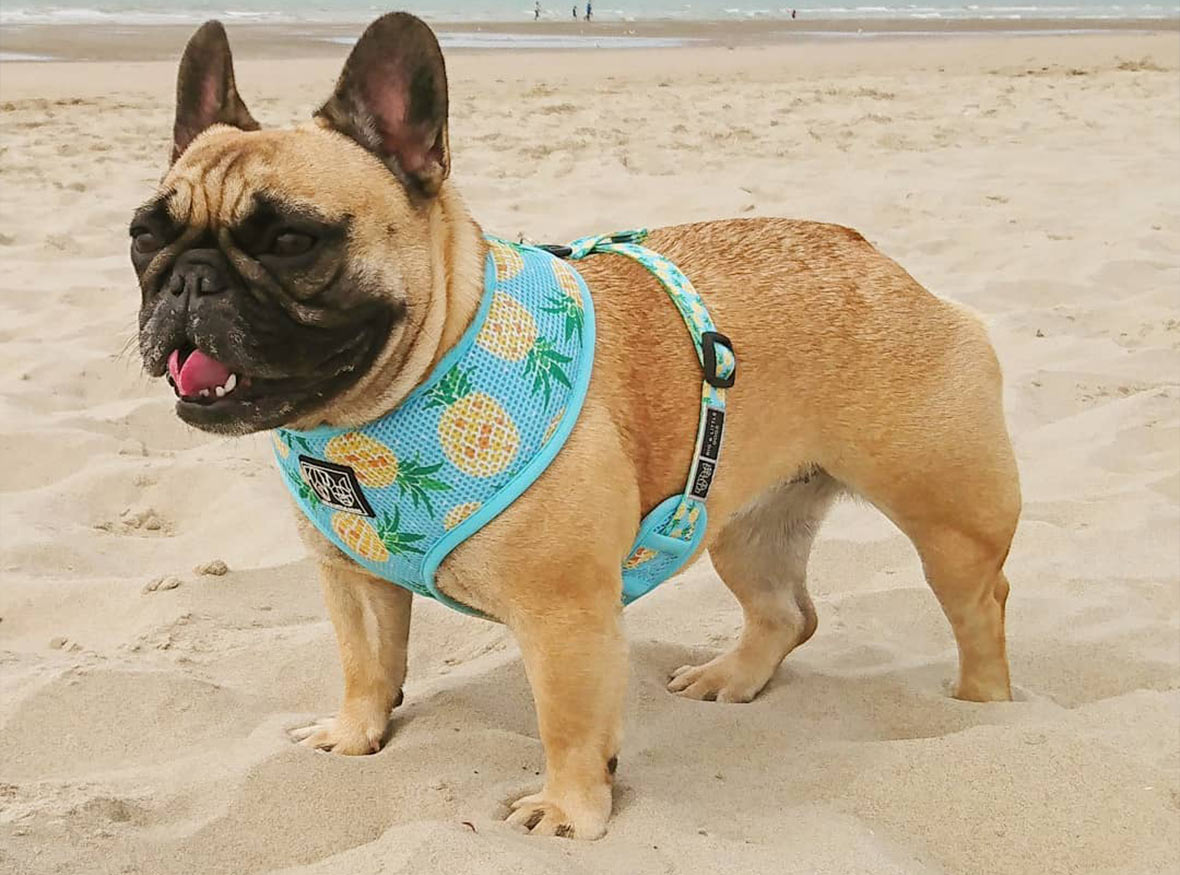 Frequent traveller Miss Bouba at the beach in Le Touquet!
